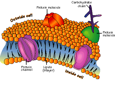 cell_membrane